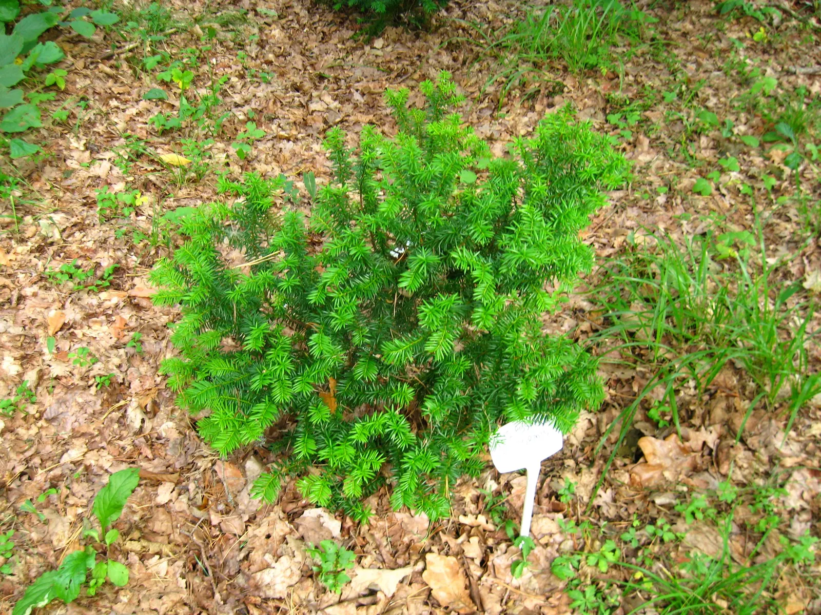 Upright Yew (Taxus X Media) — evergreen shrub with a compact