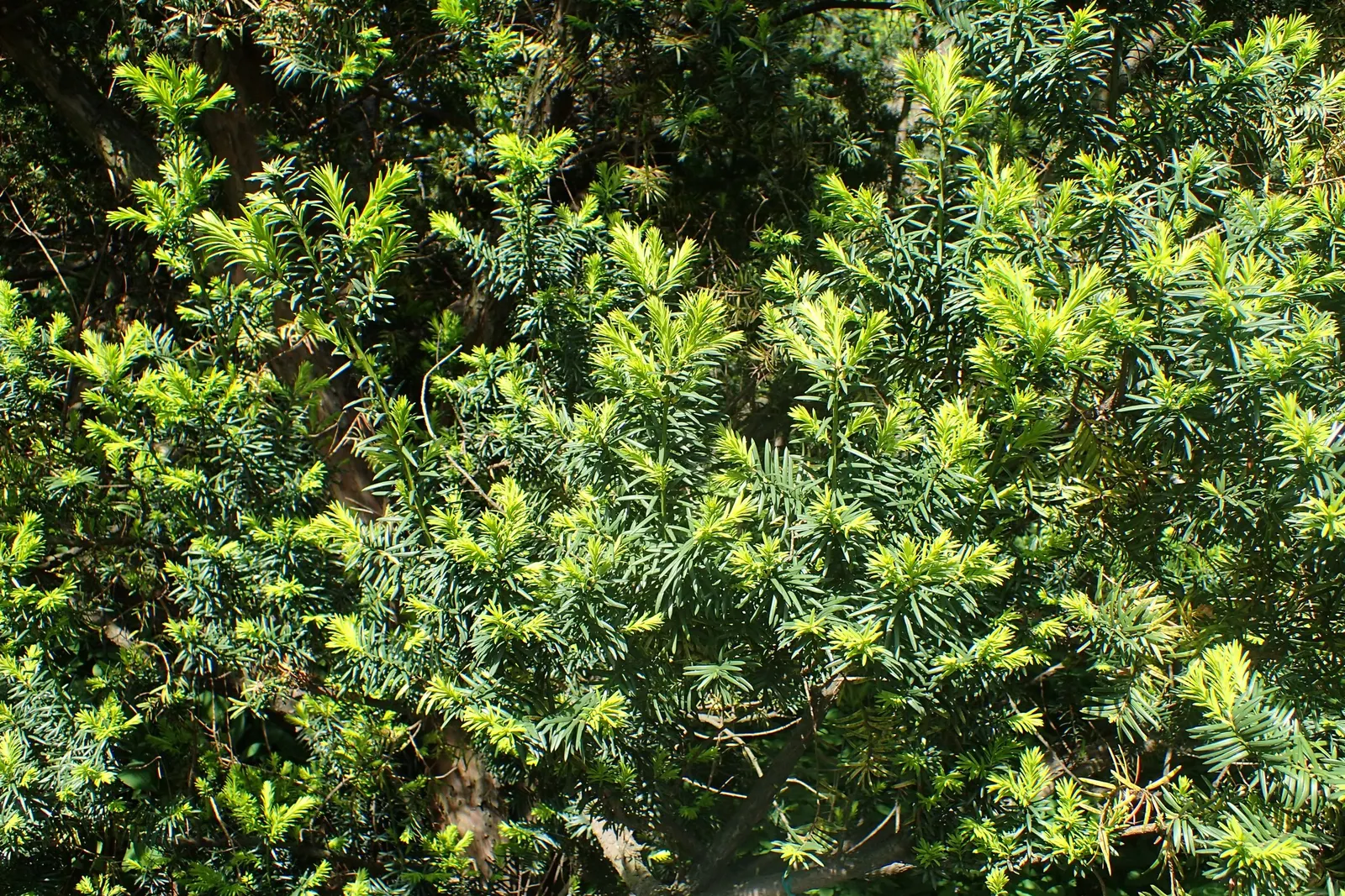 Upright Yew (Taxus X Media) — and prefers partial to full sun
