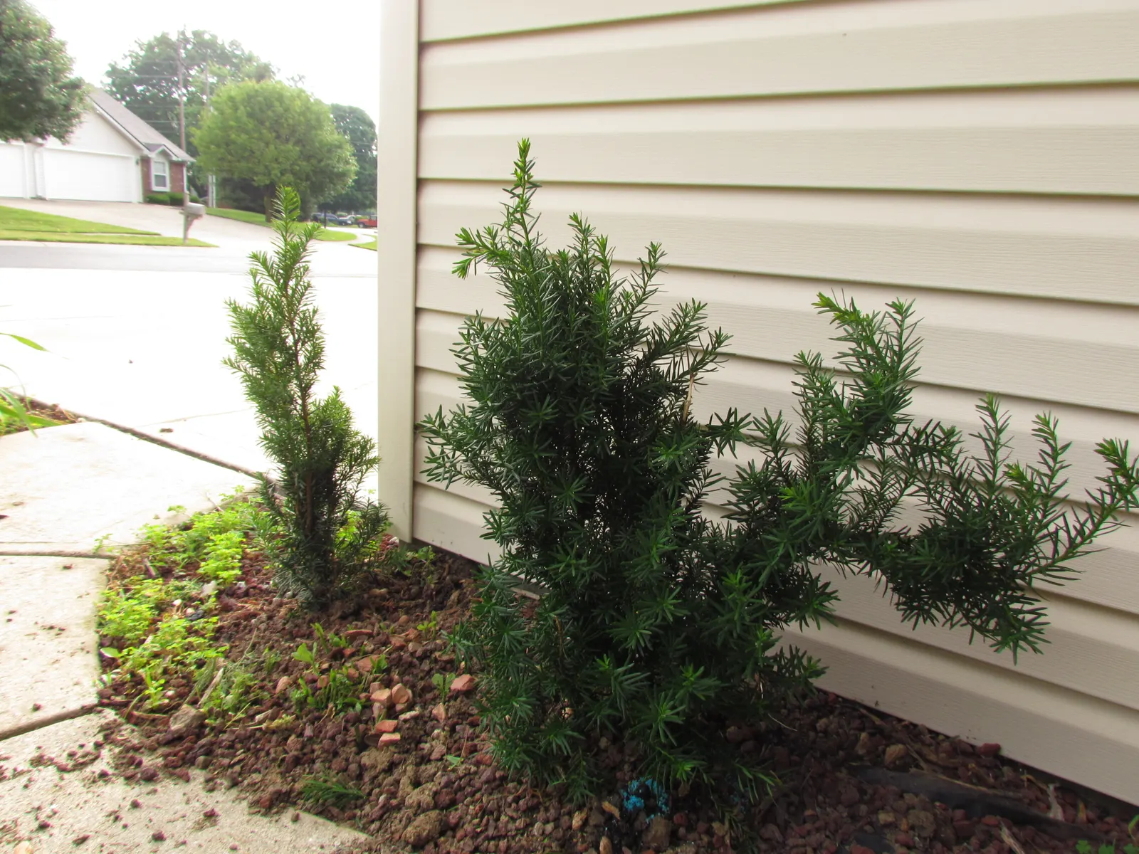 Upright Yew (Taxus X Media) — reaching 10-20 feet in height and 4-6 feet in width; although it prefers well-drained soils