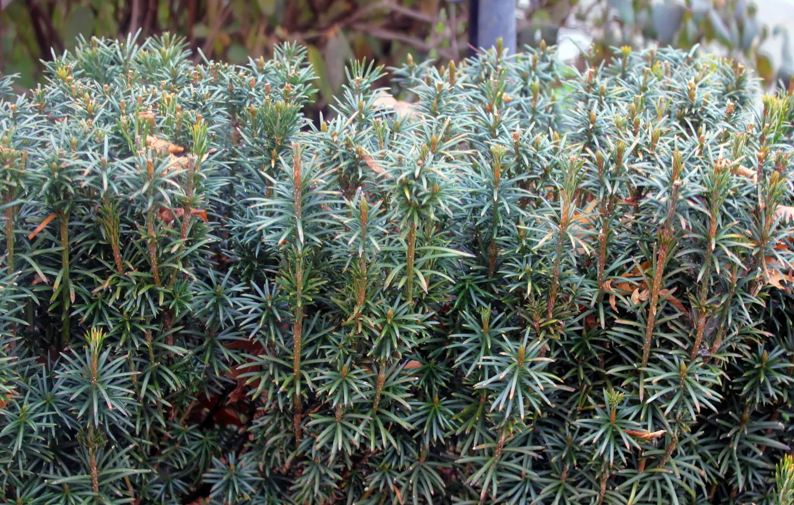 Upright Yew (Taxus X Media) — Care should be taken, however, as all parts of the plant are toxic if ingested