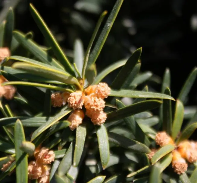 Upright Yew (Taxus X Media) — It thrives best in USDA hardiness zones 4 through 7