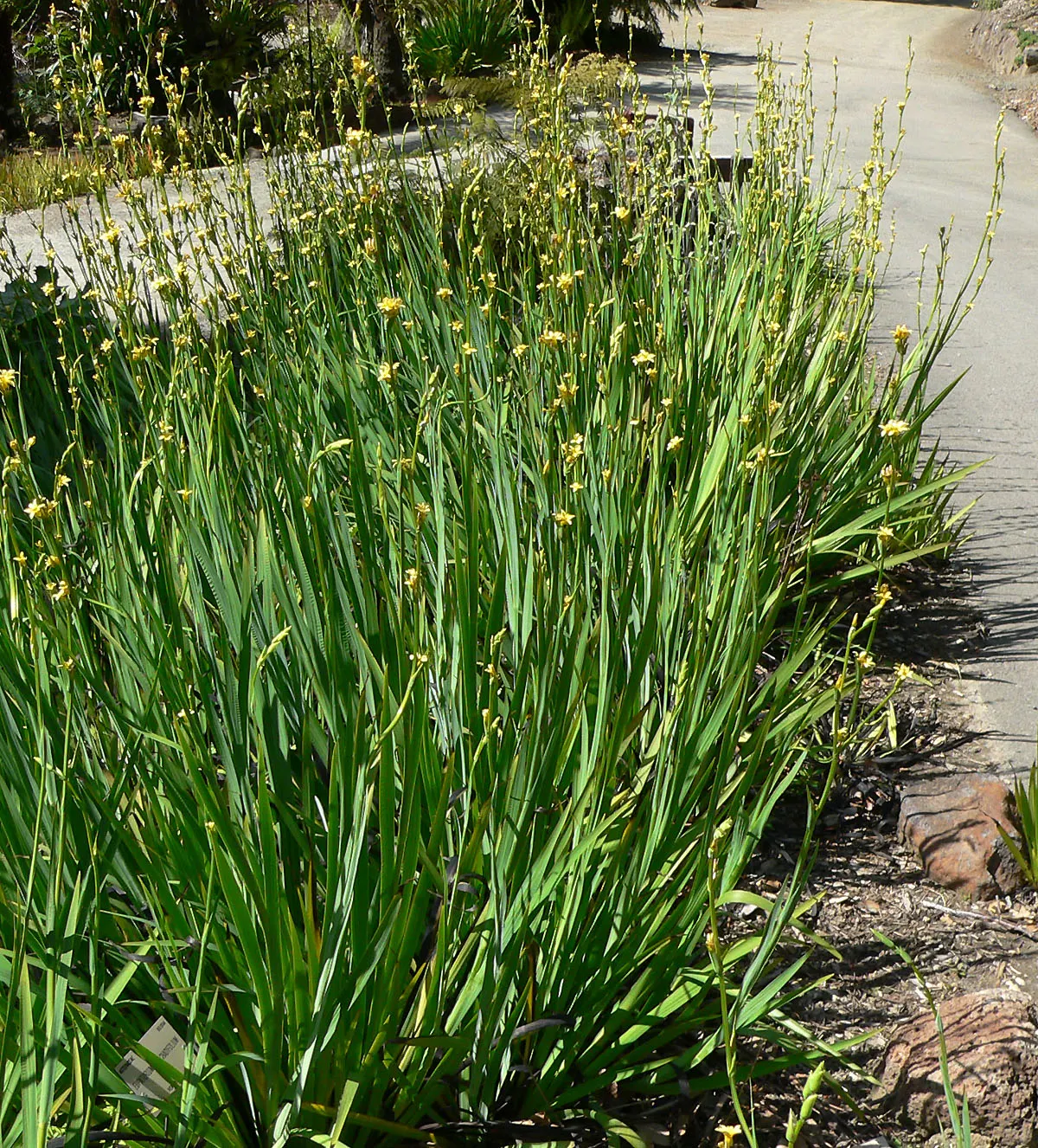 Yellow Blue-Eyed Grass (Sisyrinchium Striatum) — is a clump-forming perennial boasting striking