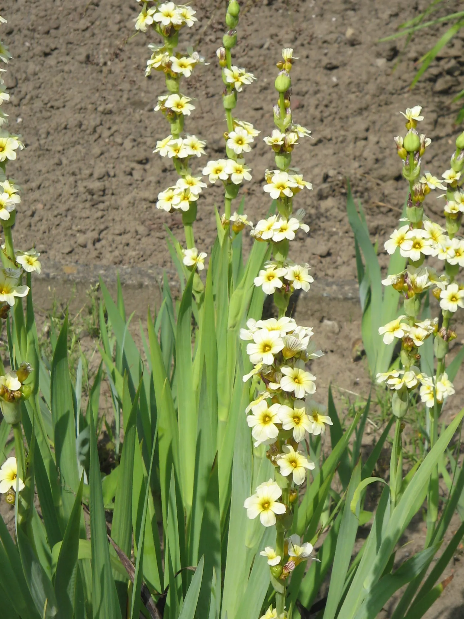 Yellow Blue-Eyed Grass (Sisyrinchium Striatum) — commonly known as Yellow Blue-Eyed Grass