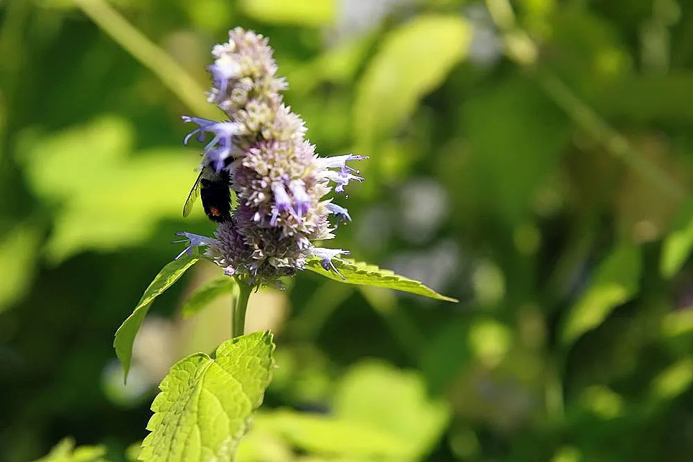 Licorice Mint (Agastache Rupestris) — attracting pollinators with its licorice scent