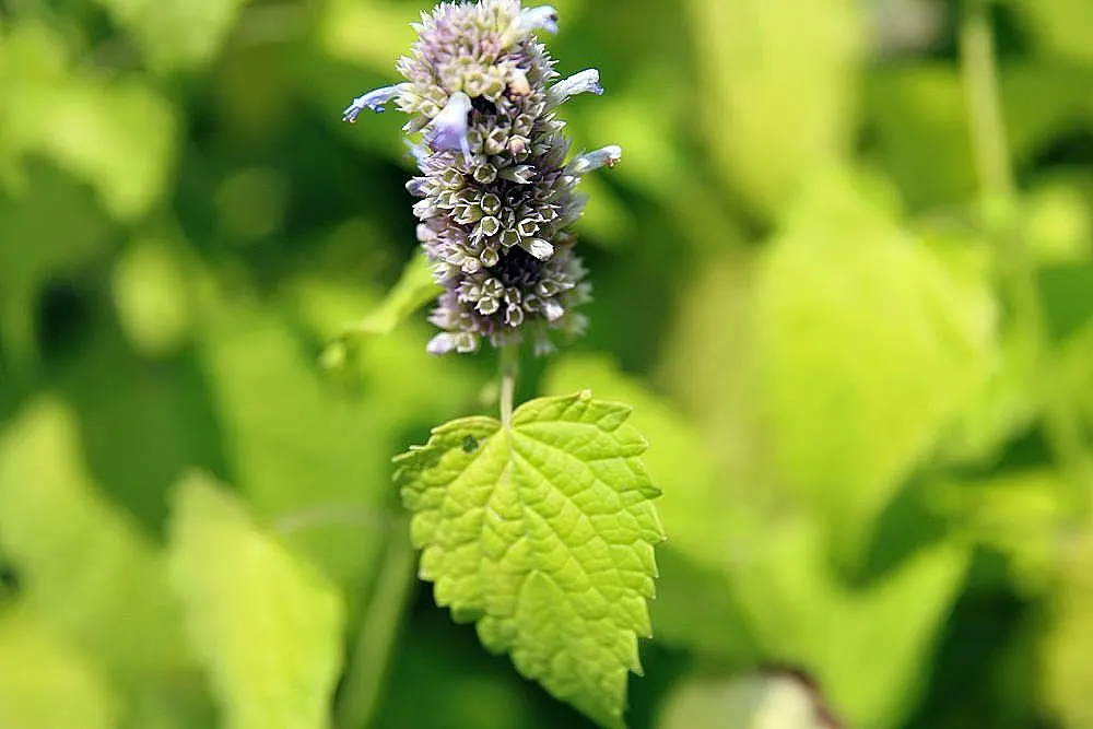 Licorice Mint (Agastache Rupestris) — tubular orange flowers and silvery-green foliage; typically reaching heights of 18 to 24 inches with a, image 52