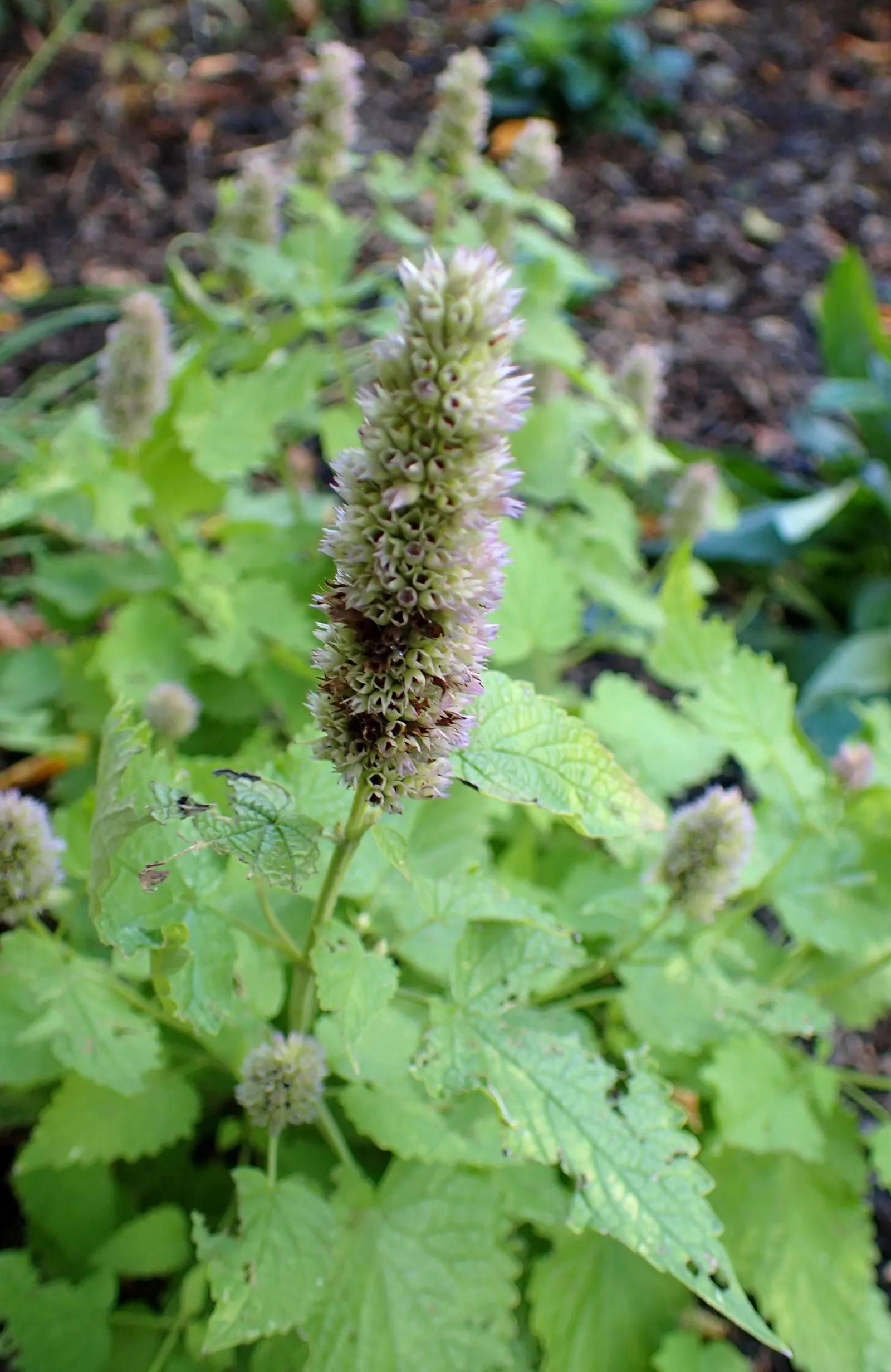 Licorice Mint (Agastache Rupestris) — tubular blooms that graduate from orange to pink