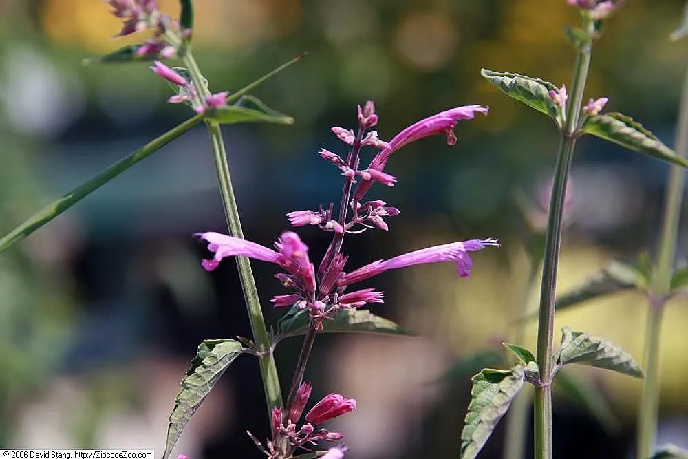 Licorice Mint (Agastache Rupestris) — Licorice Mint is also adored by pollinators such as hummingbirds; it is remarkably drought-tolerant once established