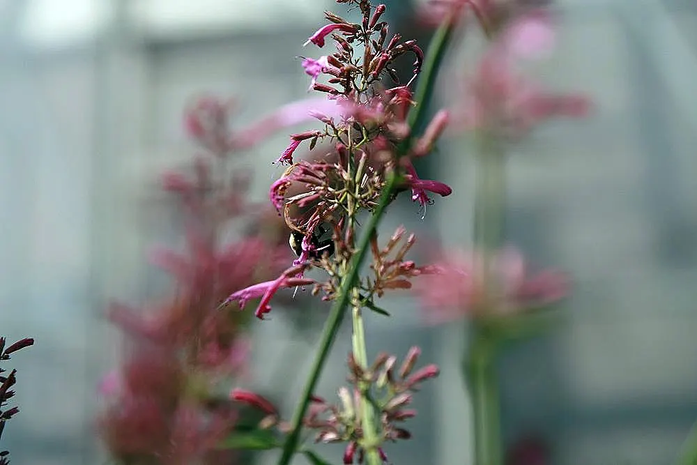 Licorice Mint (Agastache Rupestris) — commonly referred to as Licorice Mint or Sunset Hyssop