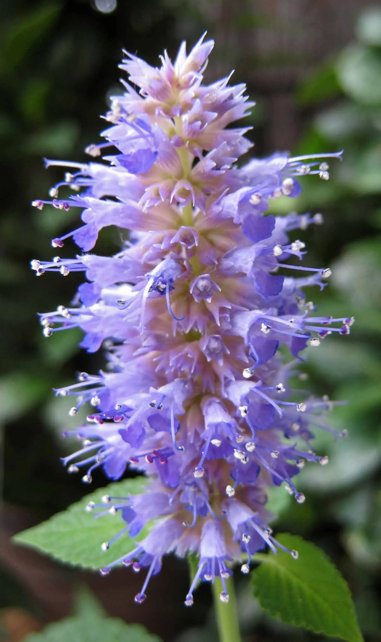 Licorice Mint (Agastache Rupestris) — this plant is ideal for use in borders