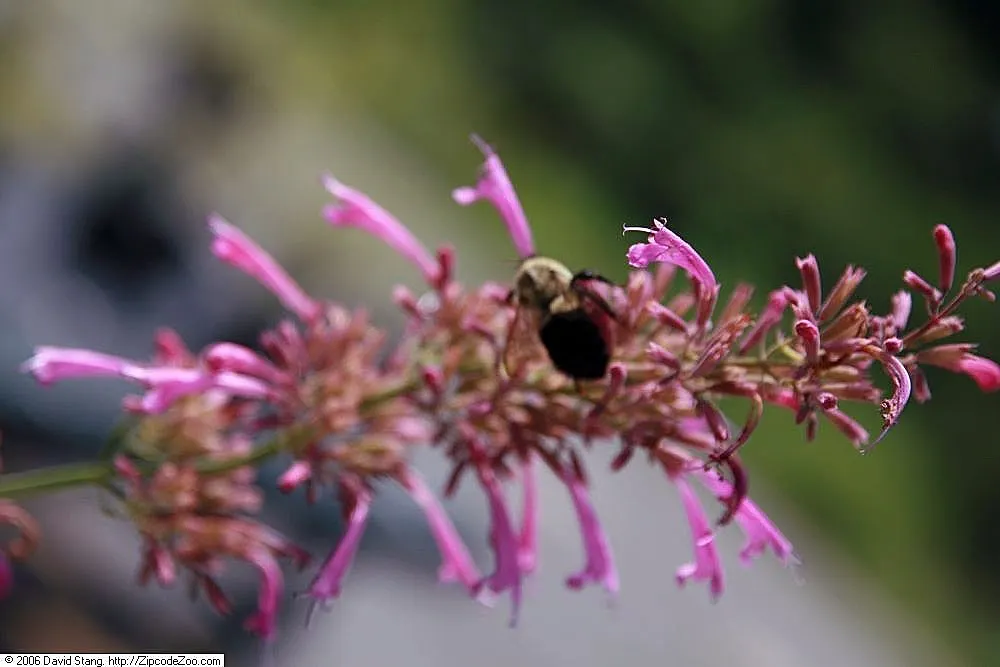 Licorice Mint (Agastache Rupestris) — is an aromatic perennial with slender; attracting pollinators with its licorice scent, image 51