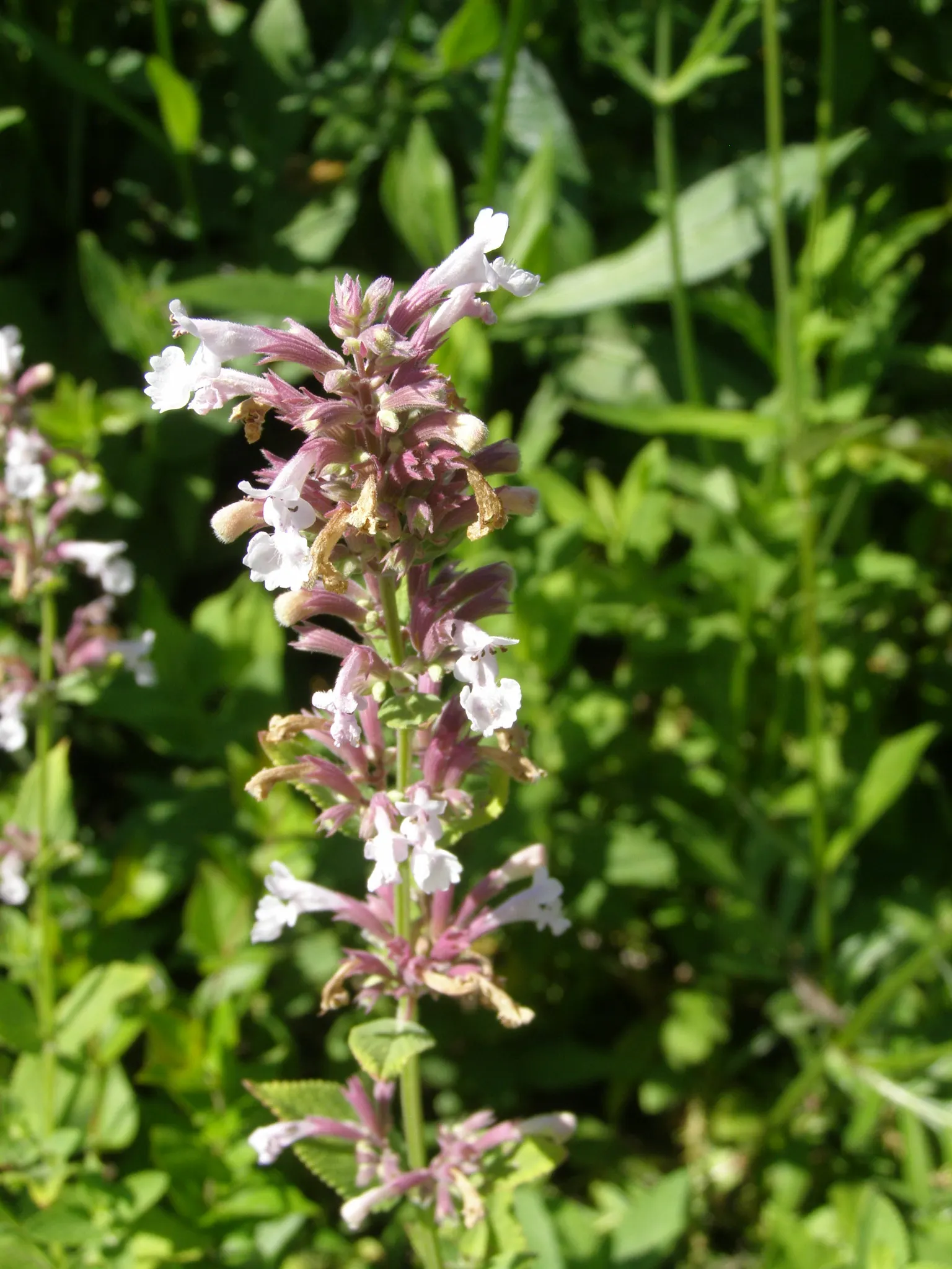 Licorice Mint (Agastache Rupestris) — attracting pollinators with its licorice scent; perennial for full or half