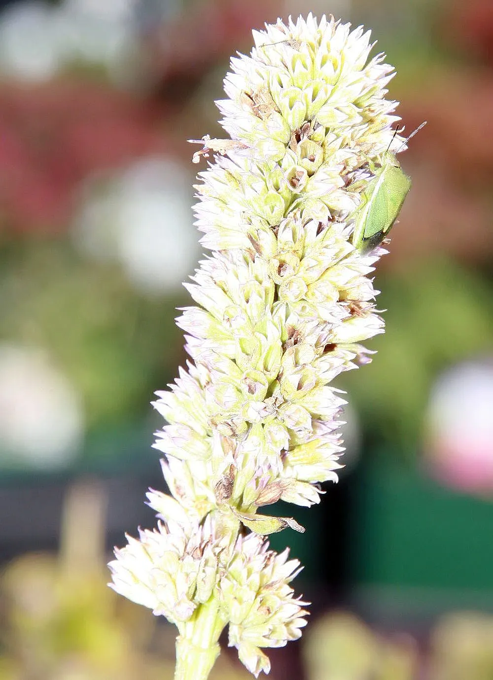 Licorice Mint (Agastache Rupestris) — It is remarkably drought-tolerant once established; it thrives in full sun and well-drained soils, blooming from late