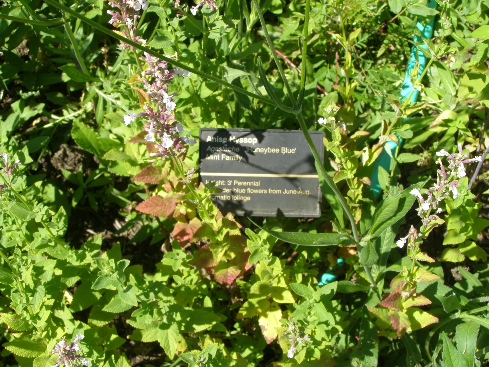 Licorice Mint (Agastache Rupestris) — is an aromatic perennial with slender; attracting pollinators with its licorice scent