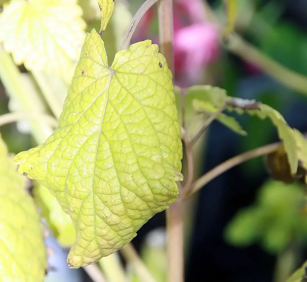 Licorice Mint (Agastache Rupestris) — flourishing from mid-summer to early fall; making it a savvy choice for water-wise gardens or xeriscaping
