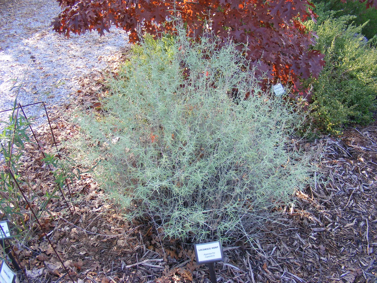 Licorice Mint (Agastache Rupestris) — tubular orange flowers and silvery-green foliage; typically reaching heights of 18 to 24 inches with a similar spread