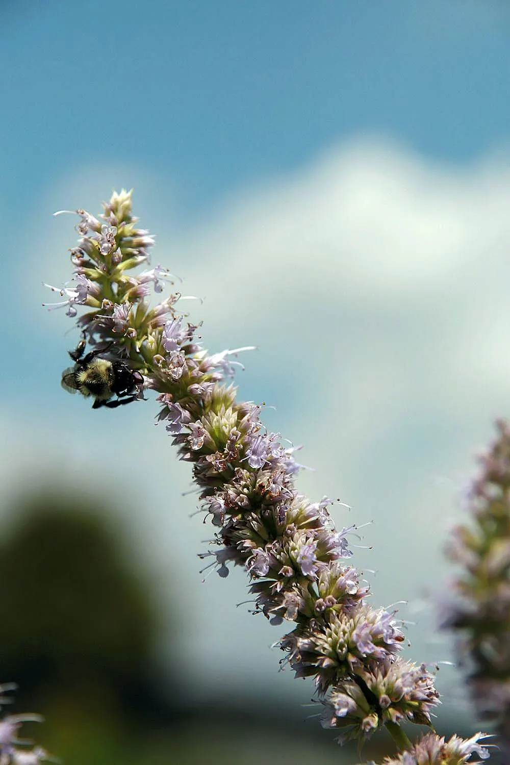 Licorice Mint (Agastache Rupestris) — It thrives in full sun and well-drained soils, blooming from late summer to fall; commonly referred to as Licorice Mint