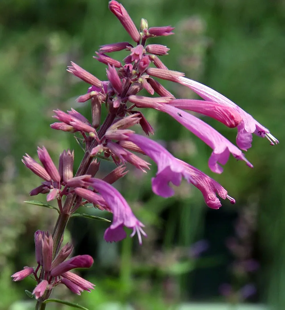 Licorice Mint (Agastache Rupestris) — attracting pollinators with its licorice scent; perennial for full or half, image 54