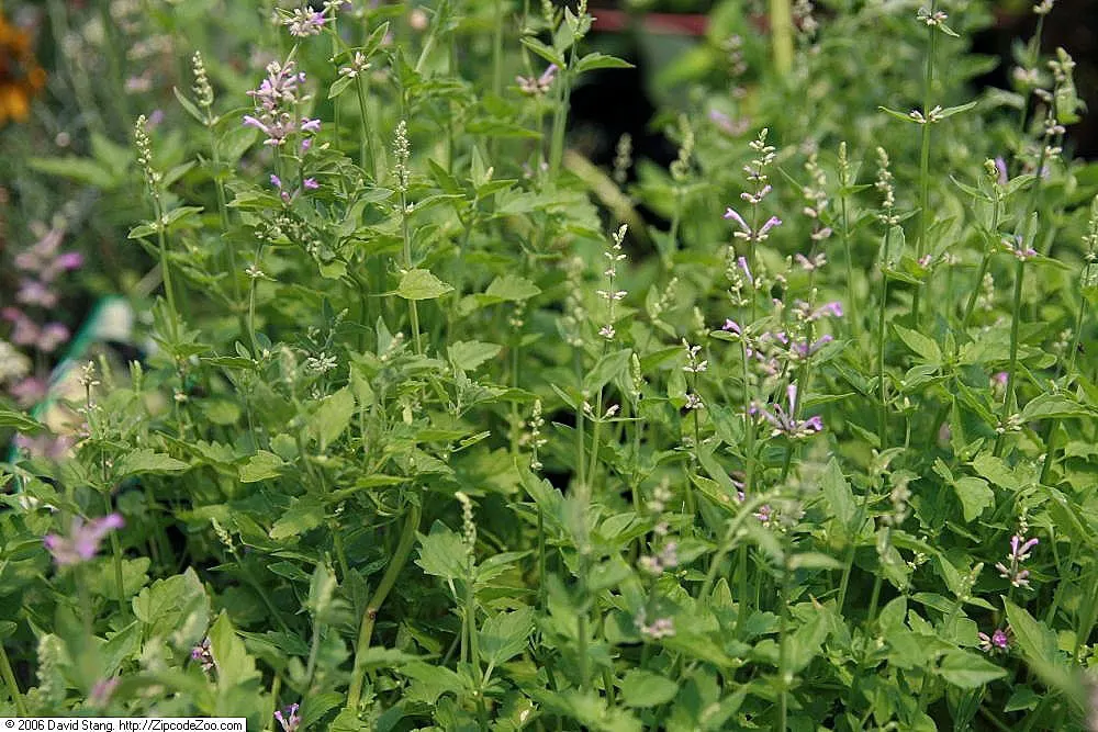 Licorice Mint (Agastache Rupestris) — hence the common name.<br><br>Hardy in USDA zones 5 through 10