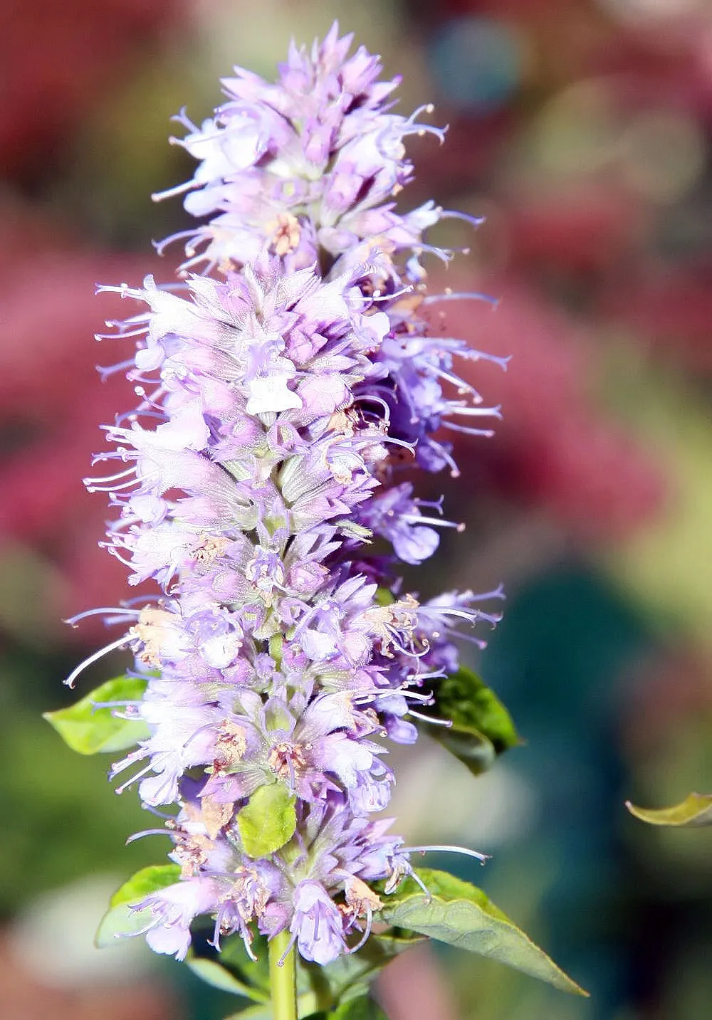 Licorice Mint (Agastache Rupestris) — A member of the mint family; it boasts a robust growth habit