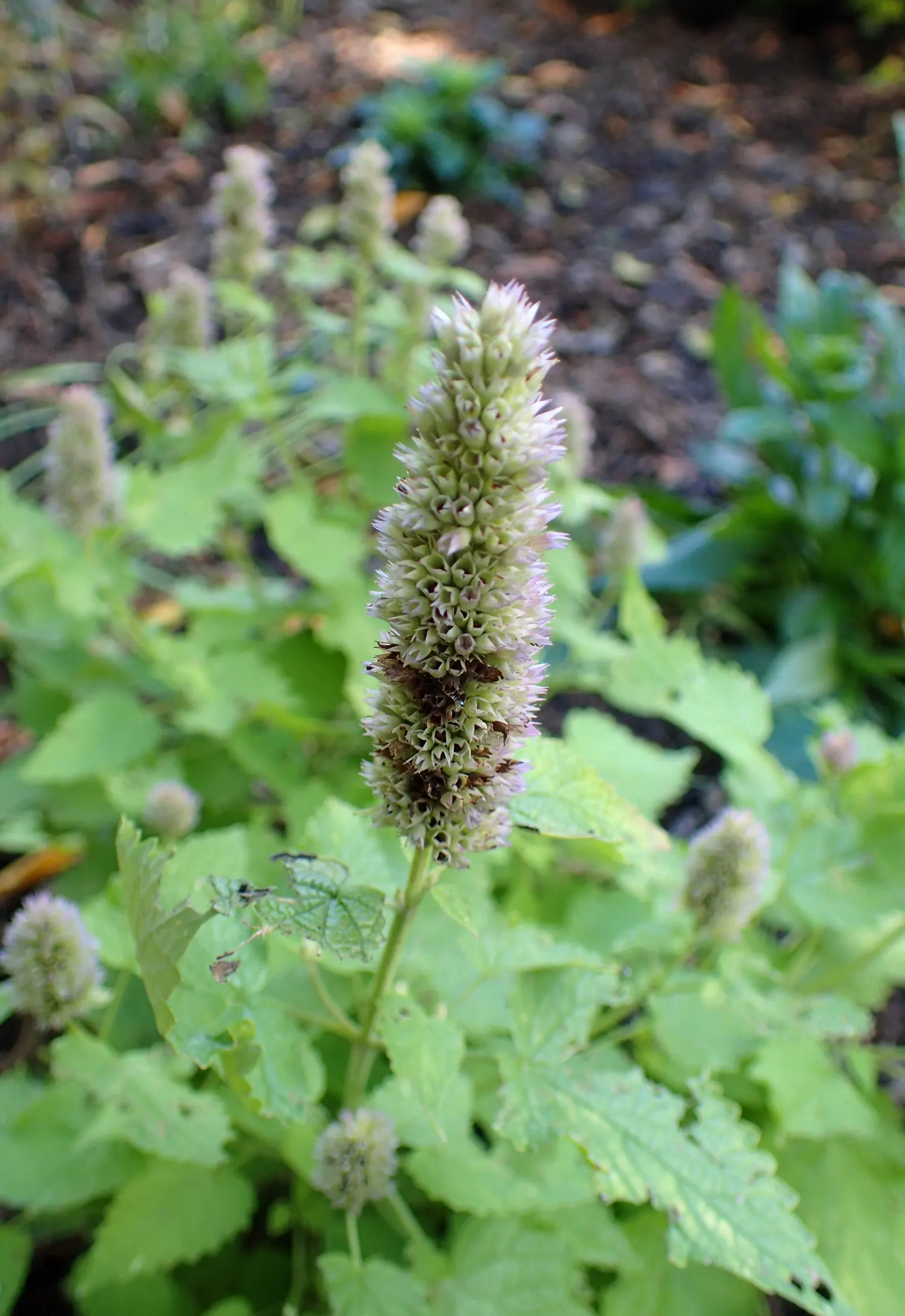 Licorice Mint (Agastache Rupestris) — typically reaching heights of 18 to 24 inches with a similar spread