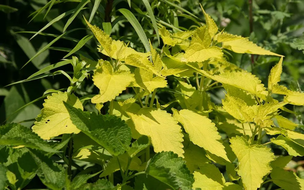 Licorice Mint (Agastache Rupestris) — perennial for full or half; which will add dynamic life to the landscape.<br><br>In design