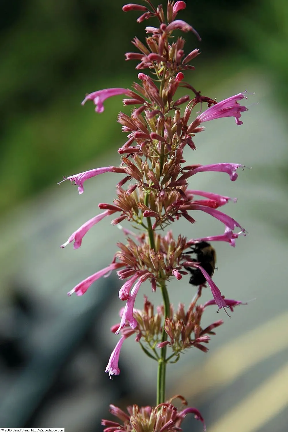 Licorice Mint (Agastache Rupestris) — The blossoms are densely arranged on terminal spikes, rising above its slender, grey-green foliage; tubular orange