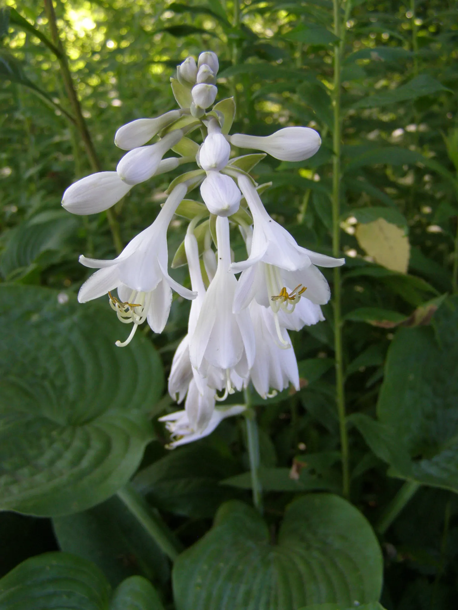 Licorice Mint (Agastache Rupestris) — exudes a delightful anise or licorice scent