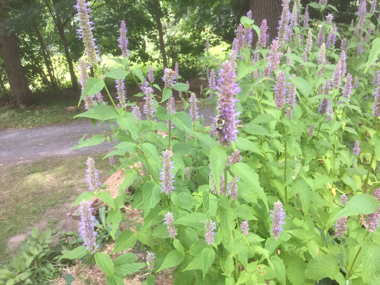 Licorice Mint (Agastache Rupestris) — which will add dynamic life to the landscape.<br><br>In design