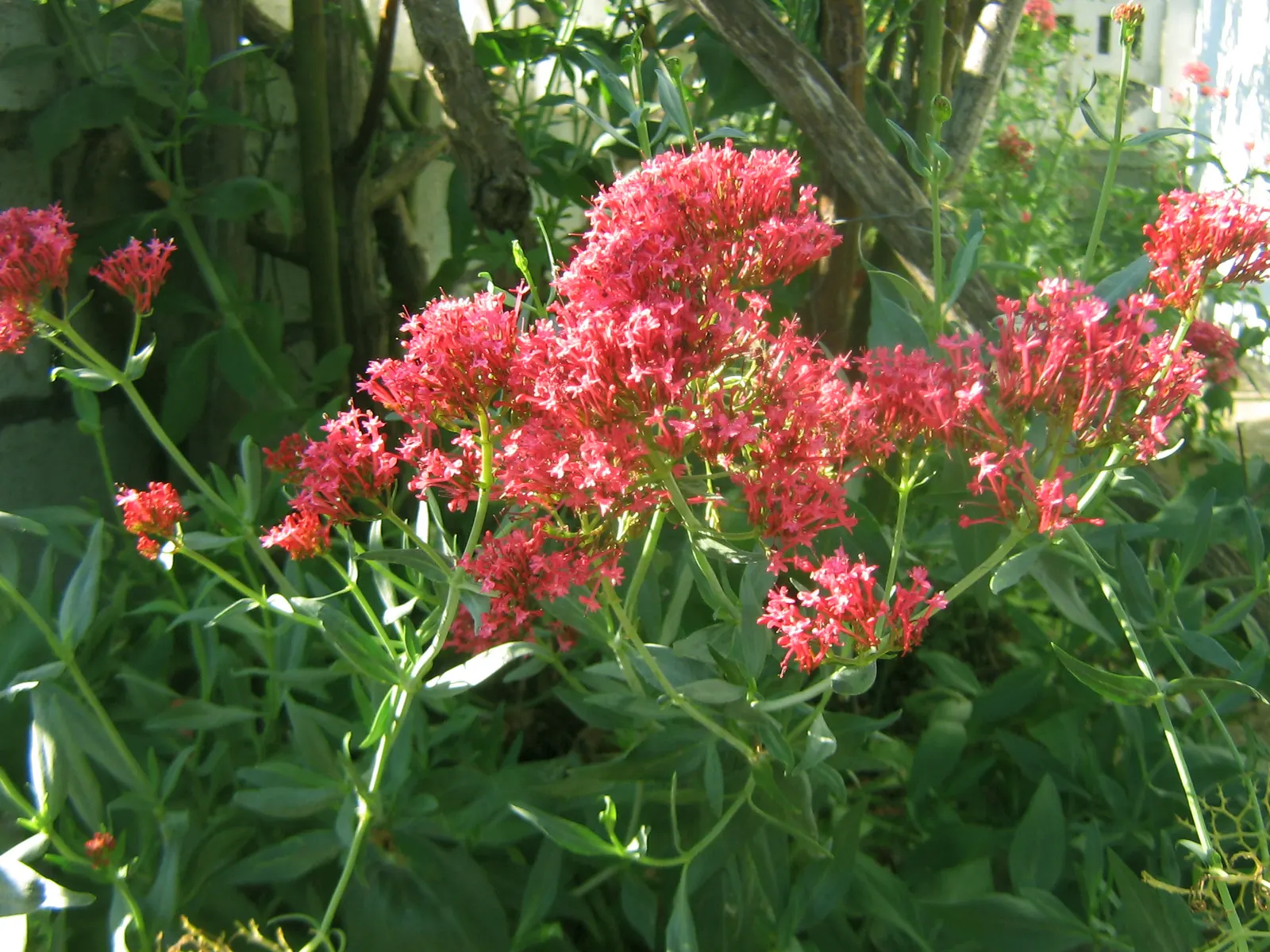 Licorice Mint (Agastache Rupestris) — it boasts a robust growth habit; hence the common name.<br><br>Hardy in USDA zones 5 through 10