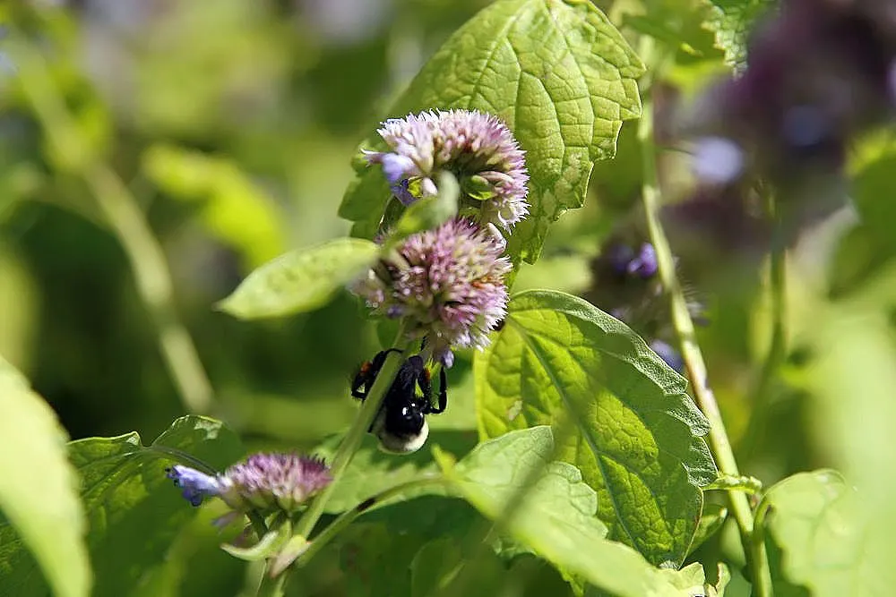 Licorice Mint (Agastache Rupestris) — this plant is ideal for use in borders; is a perennial herb celebrated for its aromatic foliage and striking floral