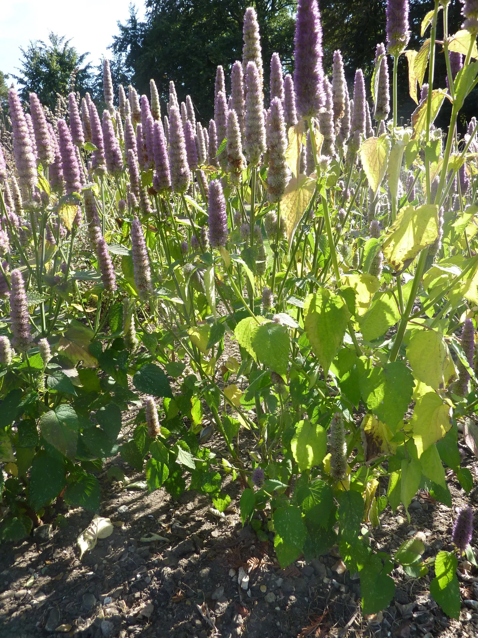 Licorice Mint (Agastache Rupestris) — Ideal for xeriscaping and herb gardens, it offers both visual interest and culinary uses; flourishing from mid-summer to