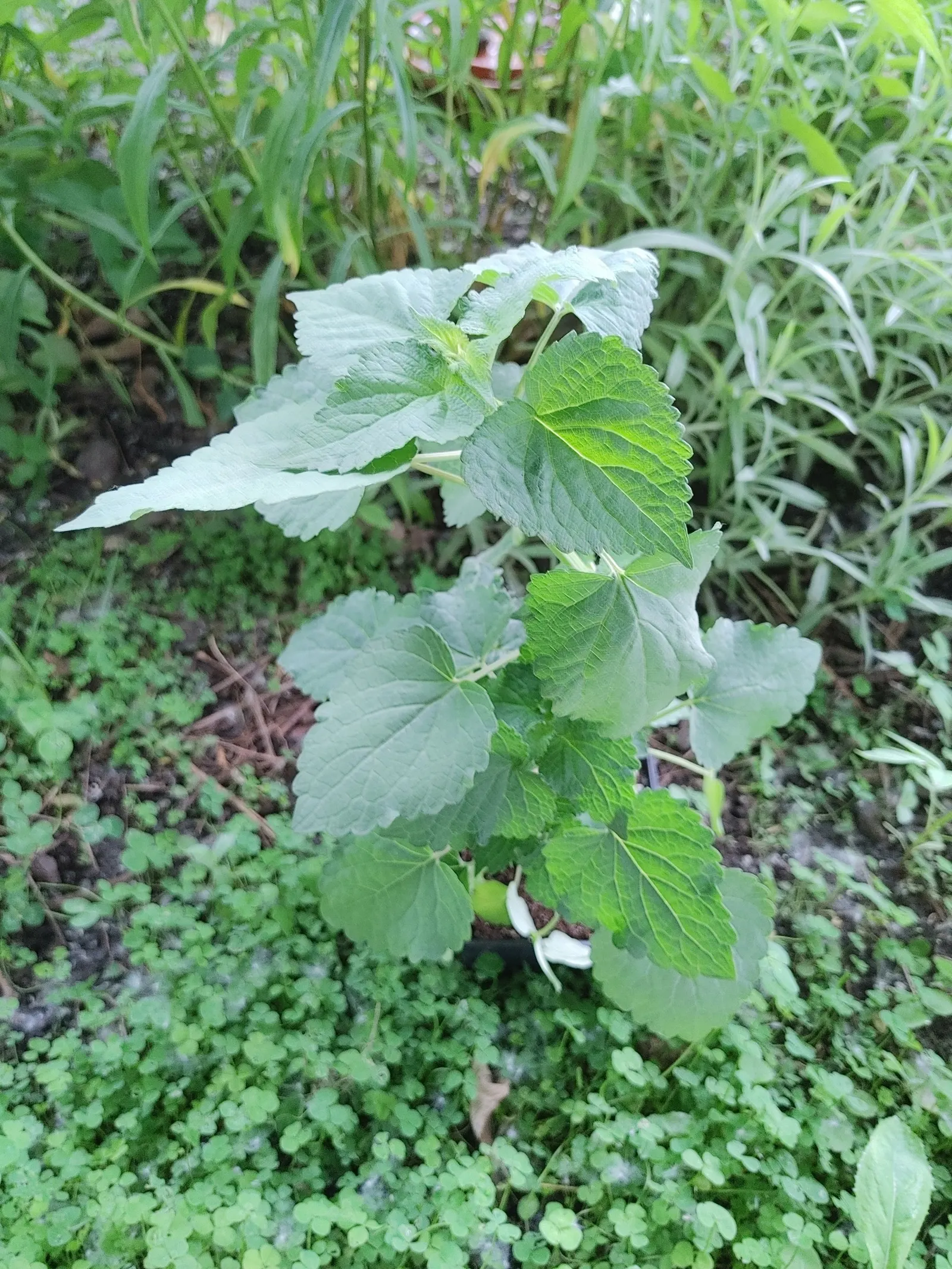 Licorice Mint (Agastache Rupestris) — typically reaching heights of 18 to 24 inches with a similar spread; and as an aromatic accent