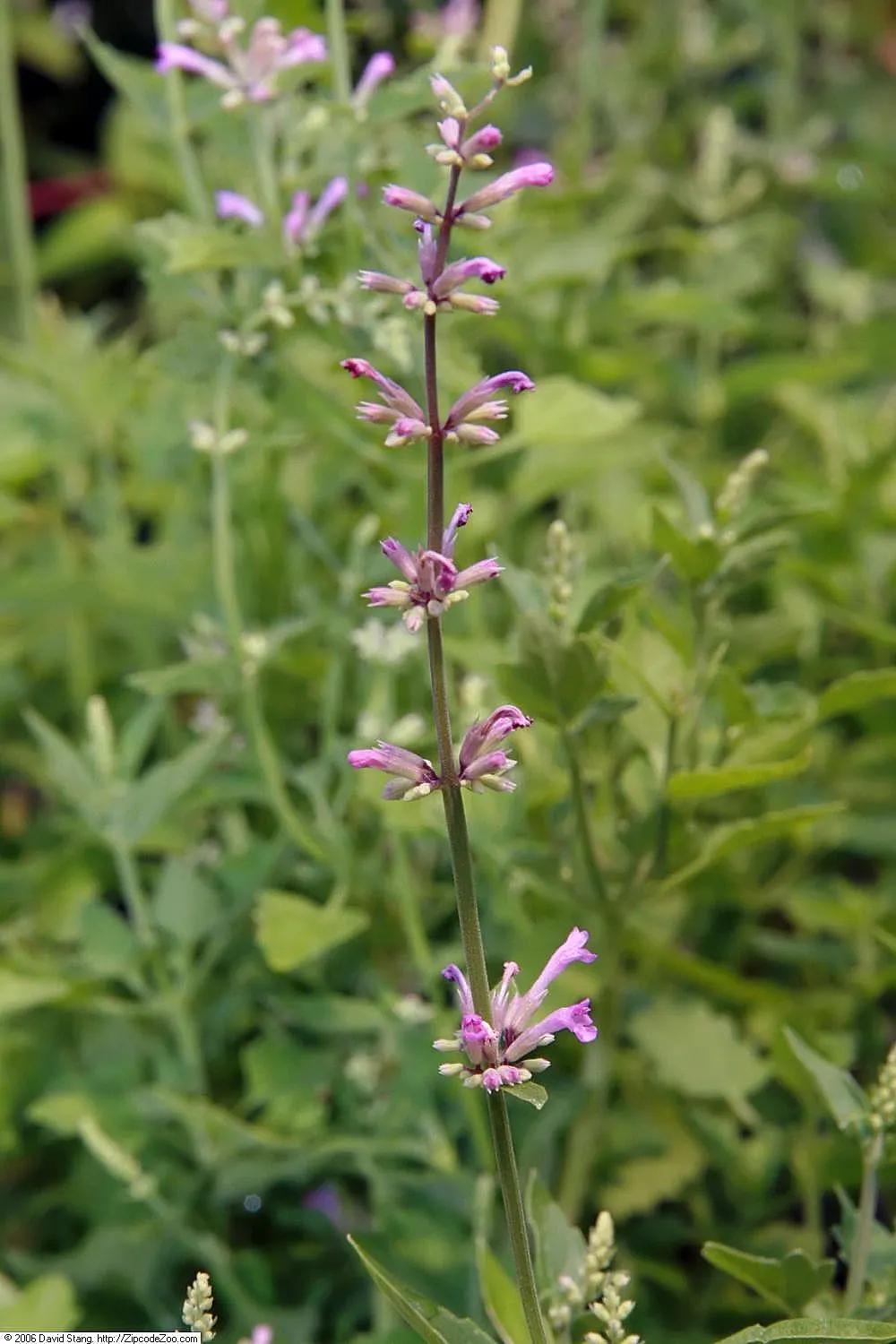 Licorice Mint (Agastache Rupestris) — This plant presents an upright