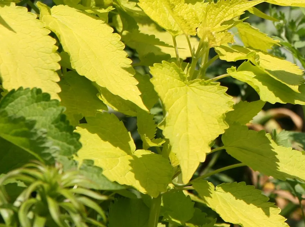 Licorice Mint (Agastache Rupestris) — This plant presents an upright; ideal for xeriscaping and herb gardens, it offers both visual interest and culinary uses
