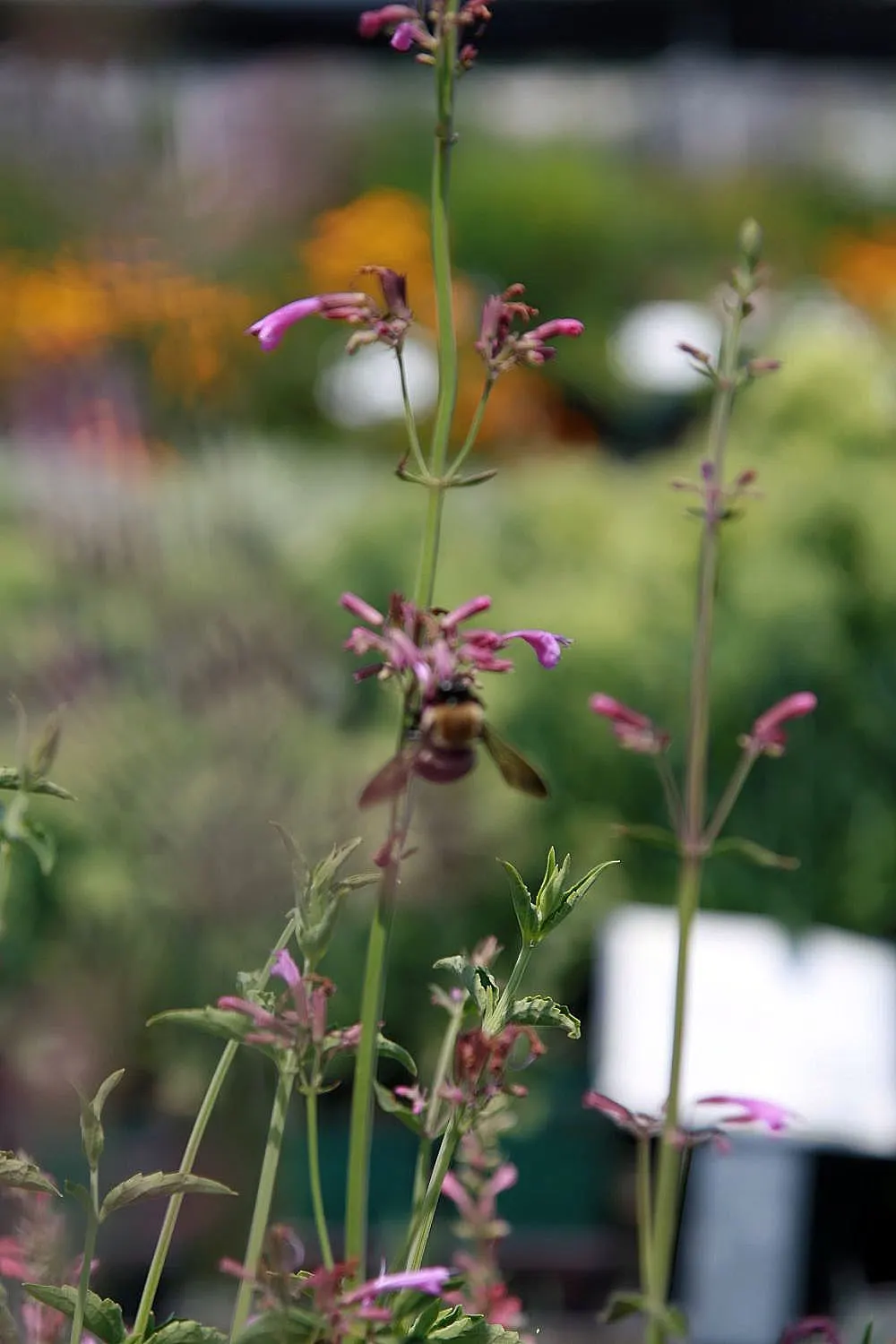 Licorice Mint (Agastache Rupestris) — it boasts a robust growth habit