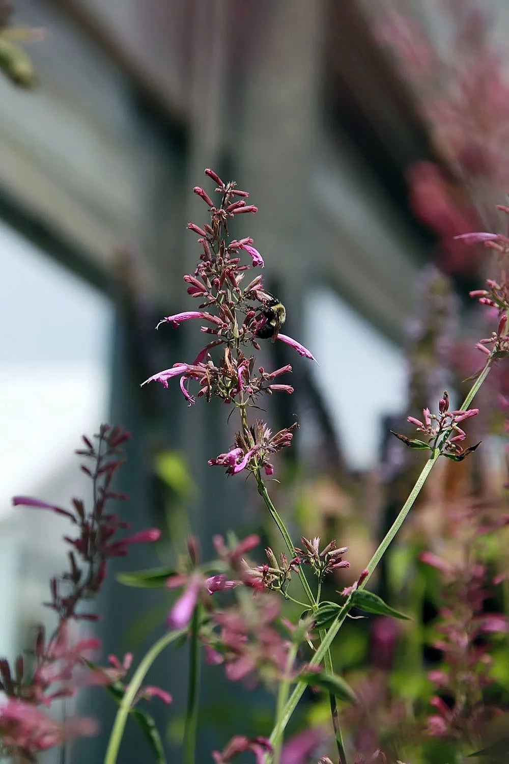 Licorice Mint (Agastache Rupestris) — hence the common name.<br><br>Hardy in USDA zones 5 through 10; exudes a delightful anise or licorice scent