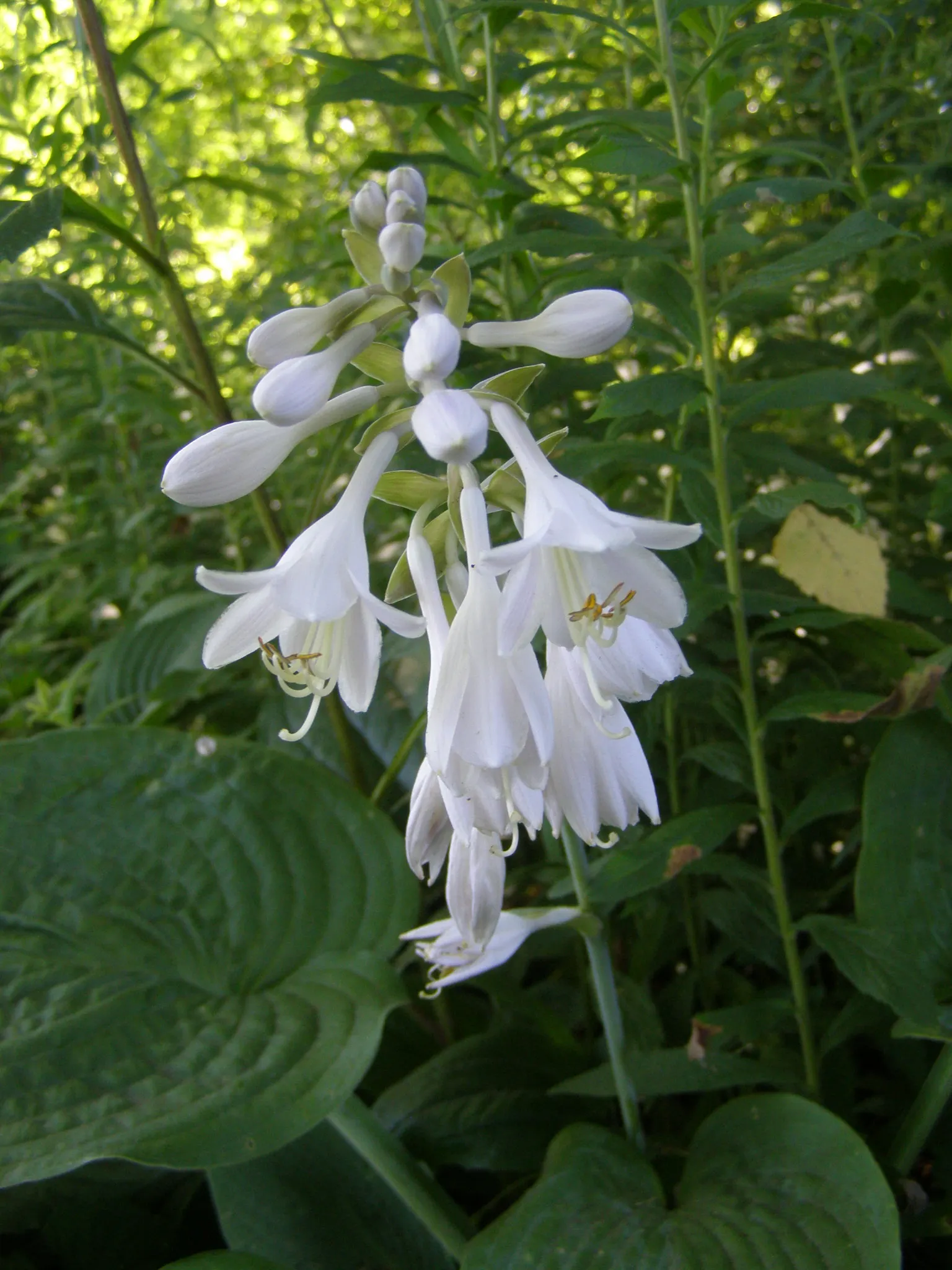 Licorice Mint (Agastache Rupestris) — is an aromatic perennial with slender