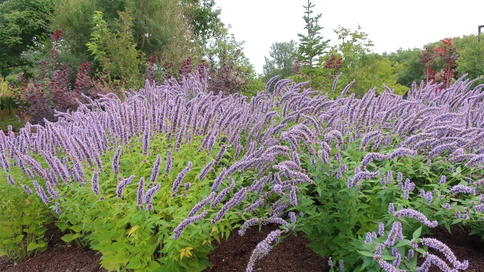 Licorice Mint (Agastache Rupestris) — tubular blooms that graduate from orange to pink, image 38