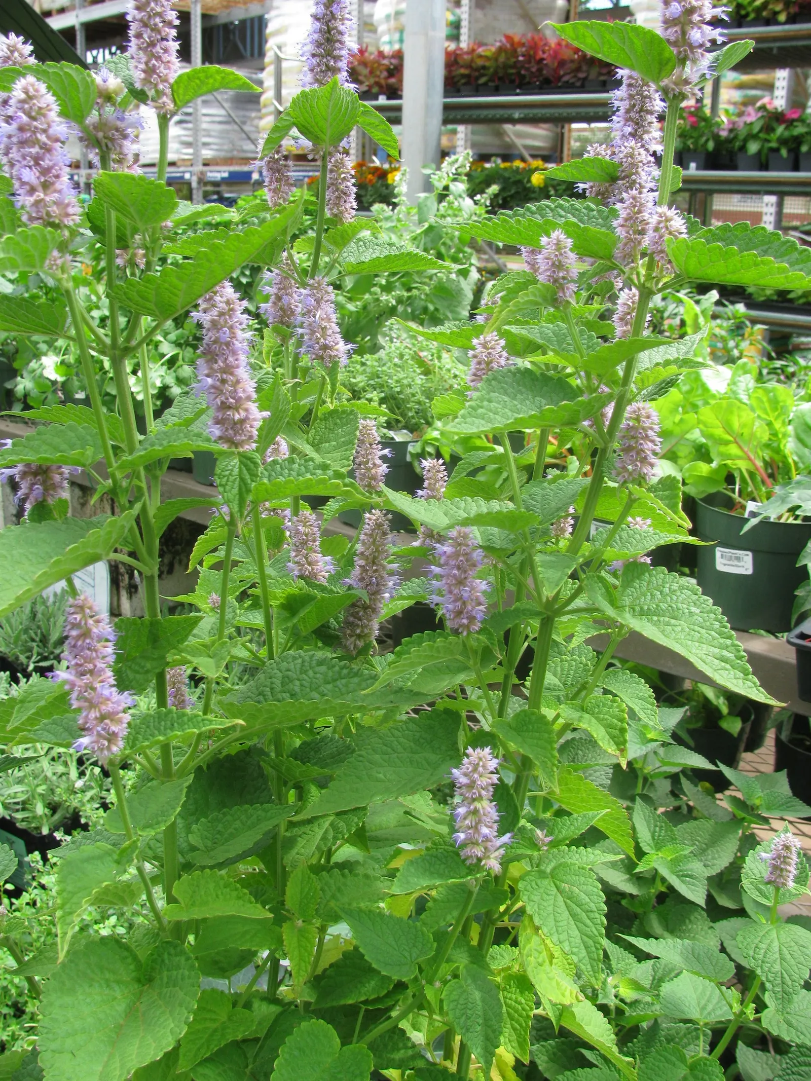 Licorice Mint (Agastache Rupestris) — is a perennial herb celebrated for its aromatic foliage and striking floral presentation