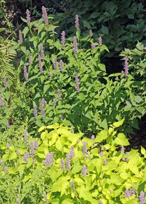 Licorice Mint (Agastache Rupestris) — It thrives in full sun and well-drained soils, blooming from late summer to fall; commonly referred to as, image 55