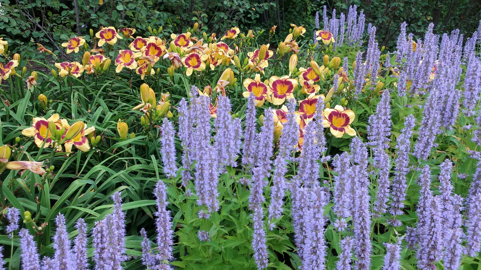 Licorice Mint (Agastache Rupestris) — which will add dynamic life to the landscape.<br><br>In design; is an aromatic perennial with slender