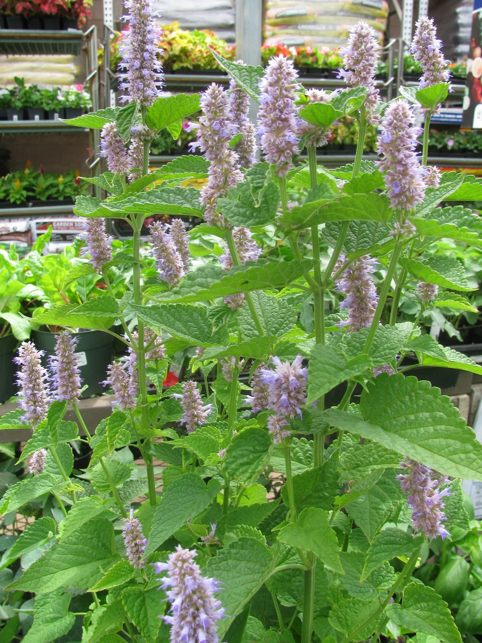 Licorice Mint (Agastache Rupestris) — Licorice Mint is also adored by pollinators such as hummingbirds