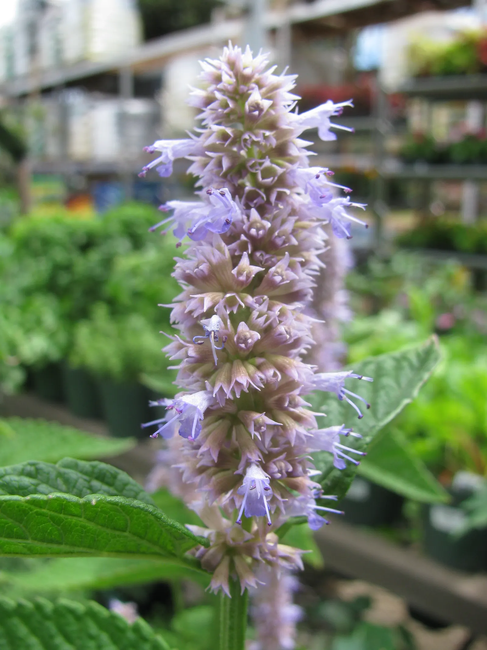 Licorice Mint (Agastache Rupestris) — It thrives in full sun and well-drained soils, blooming from late summer to fall