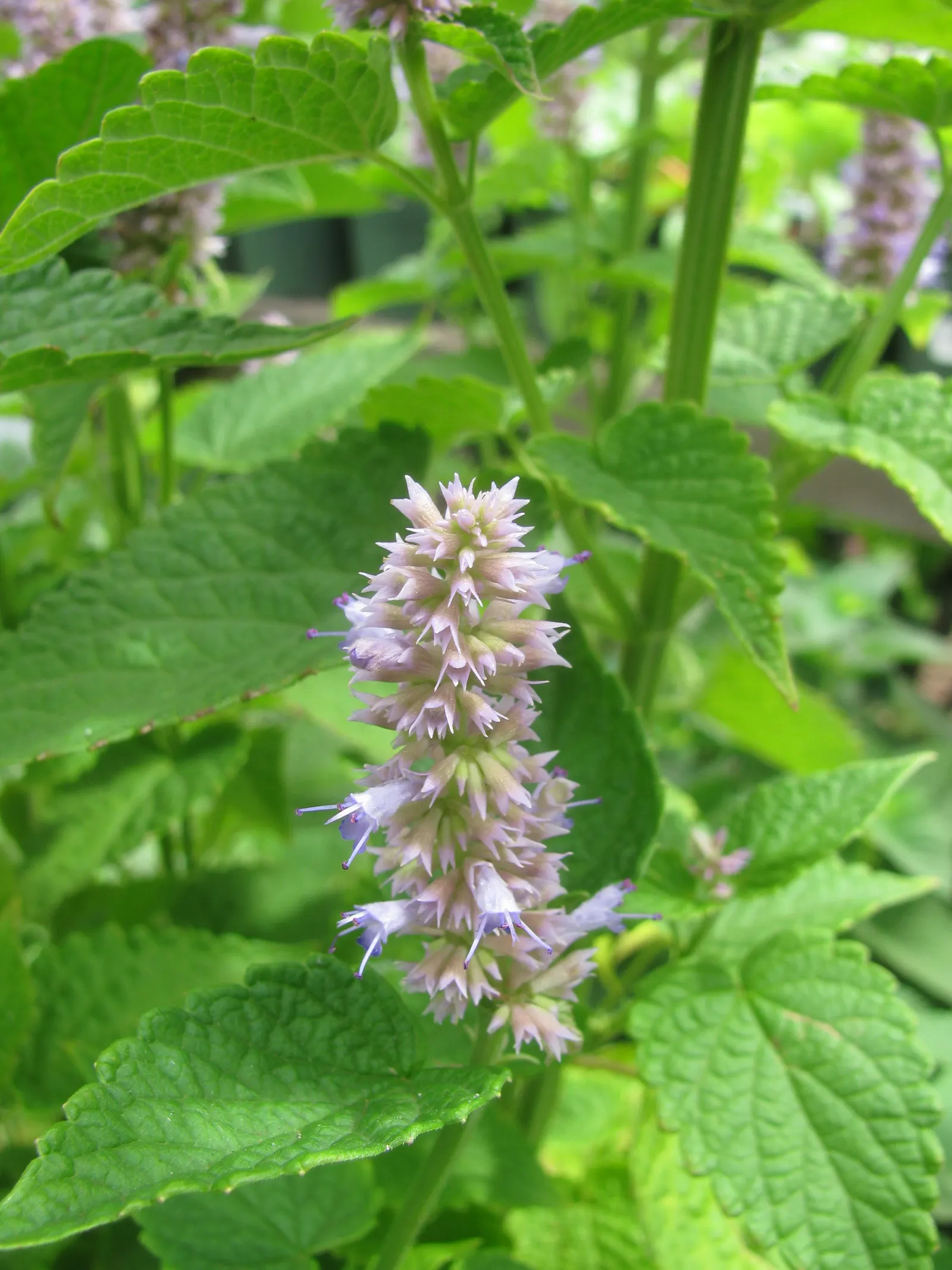 Licorice Mint (Agastache Rupestris) — It is remarkably drought-tolerant once established