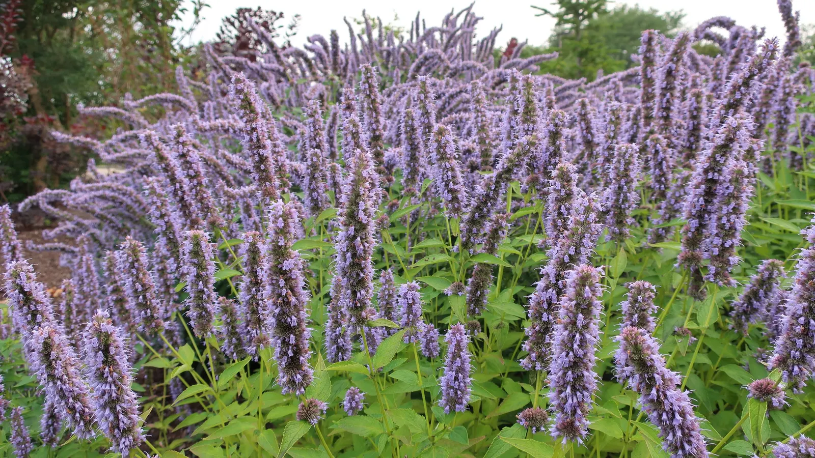 Licorice Mint (Agastache Rupestris) — is a perennial herb celebrated for its aromatic foliage and striking floral presentation; this drought-tolerant plant