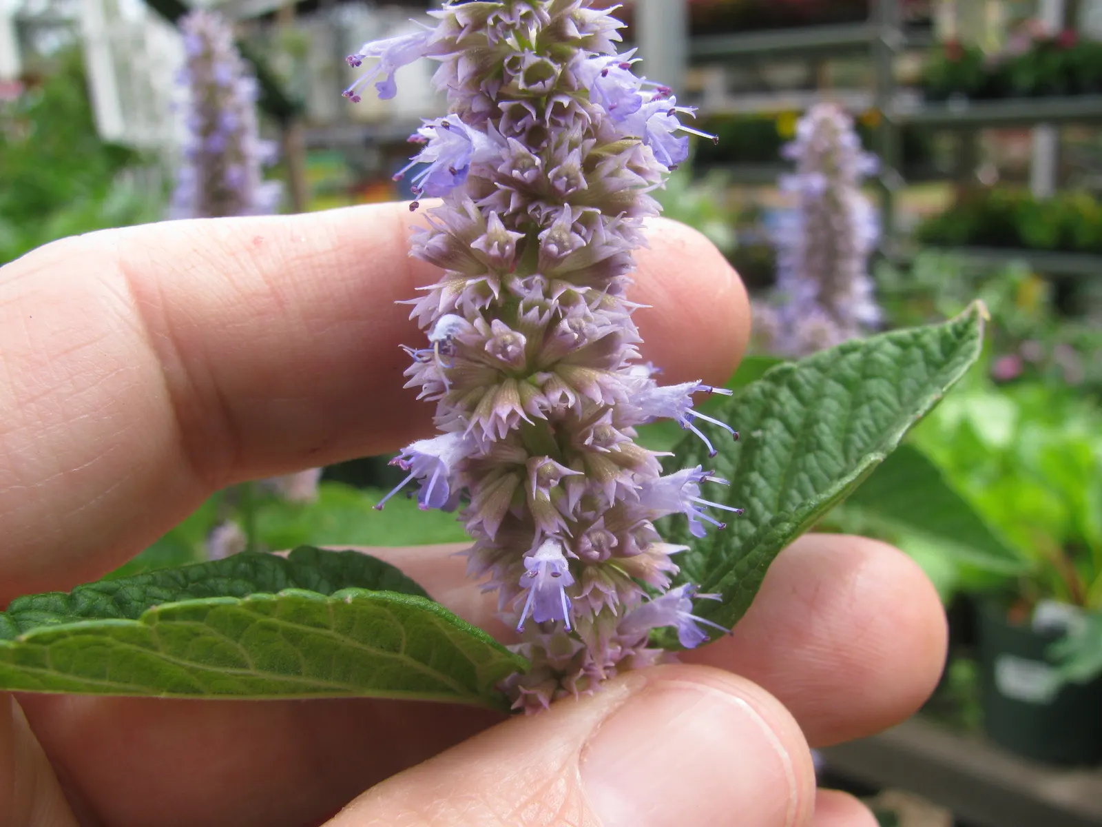 Licorice Mint (Agastache Rupestris) — The blossoms are densely arranged on terminal spikes, rising above its slender, grey-green foliage