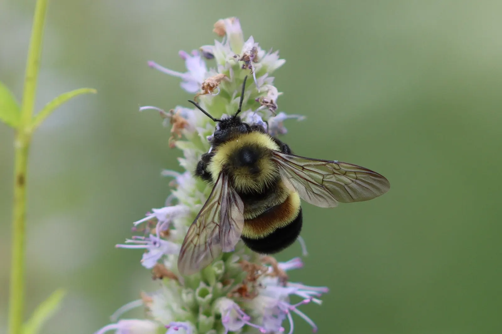 Licorice Mint (Agastache Rupestris) — This drought-tolerant plant reaches up to 2-3 feet in height and spreads 1-2 feet