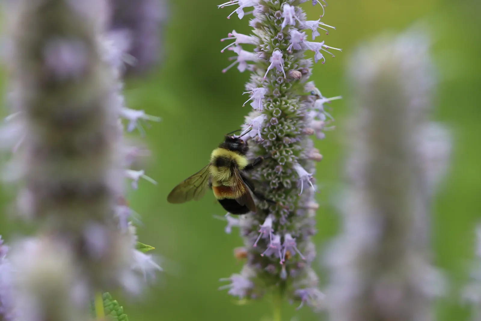 Licorice Mint (Agastache Rupestris) — flourishing from mid-summer to early fall