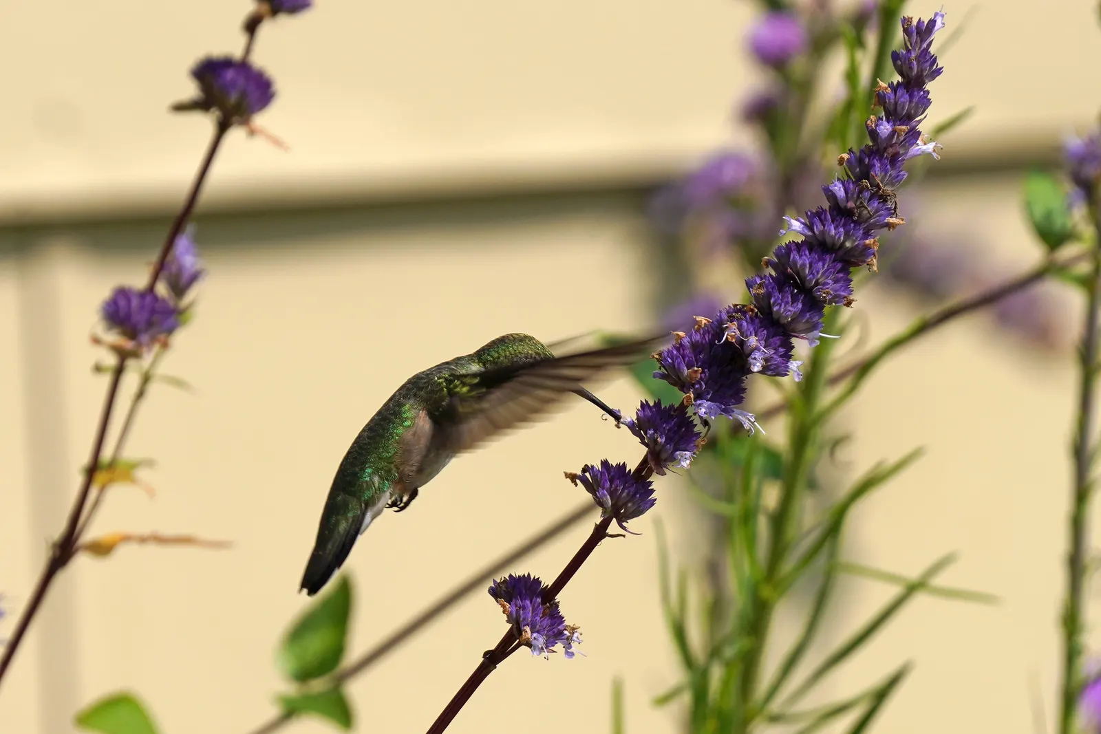 Licorice Mint (Agastache Rupestris) — A member of the mint family