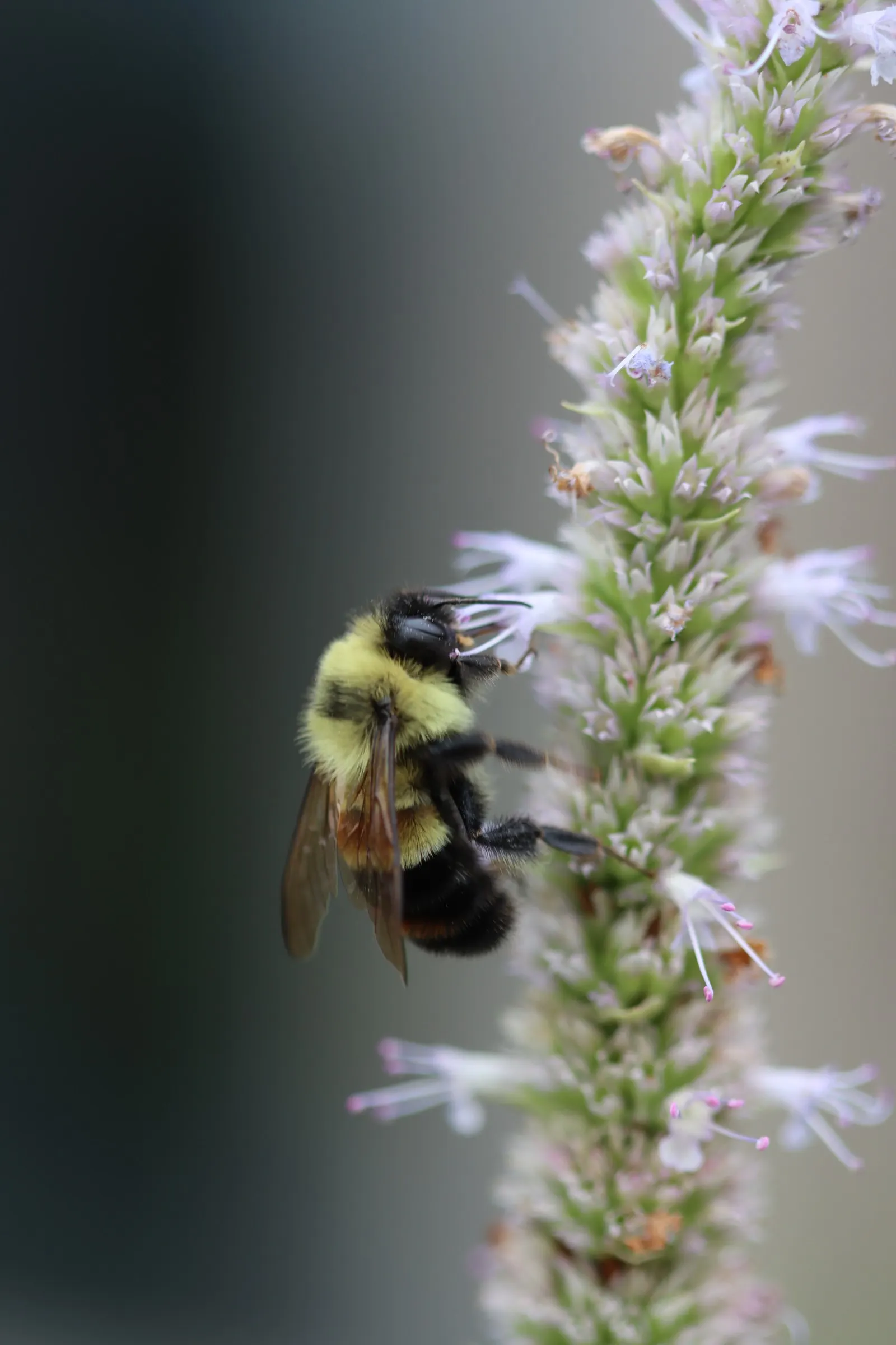 Licorice Mint (Agastache Rupestris) — commonly referred to as Licorice Mint or Sunset Hyssop; licorice Mint is also adored by pollinators such as hummingbirds